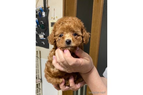 成約済の兵庫県のティーカッププードル-347664の1枚目
